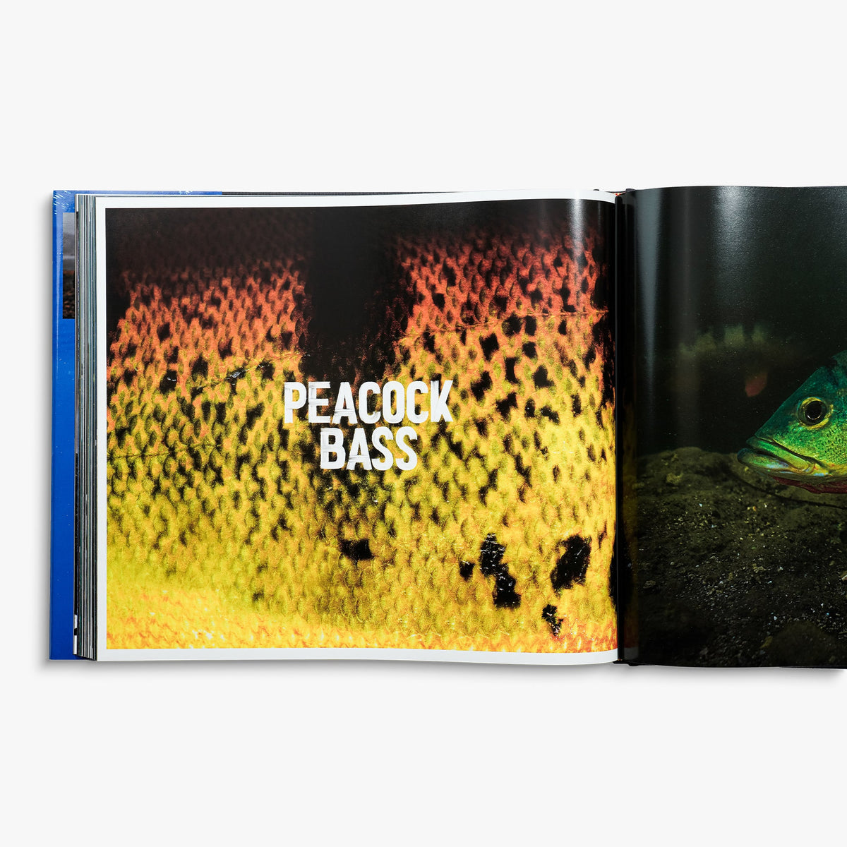 Book Only Any Fish, Any Water Book Photographed by Jason Arnold / AFTCO Best Price