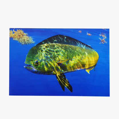 Book Only Any Fish, Any Water Book Photographed by Jason Arnold / AFTCO Best Price