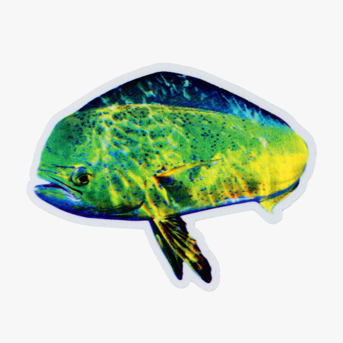 Book Only Any Fish, Any Water Book Photographed by Jason Arnold / AFTCO Best Price